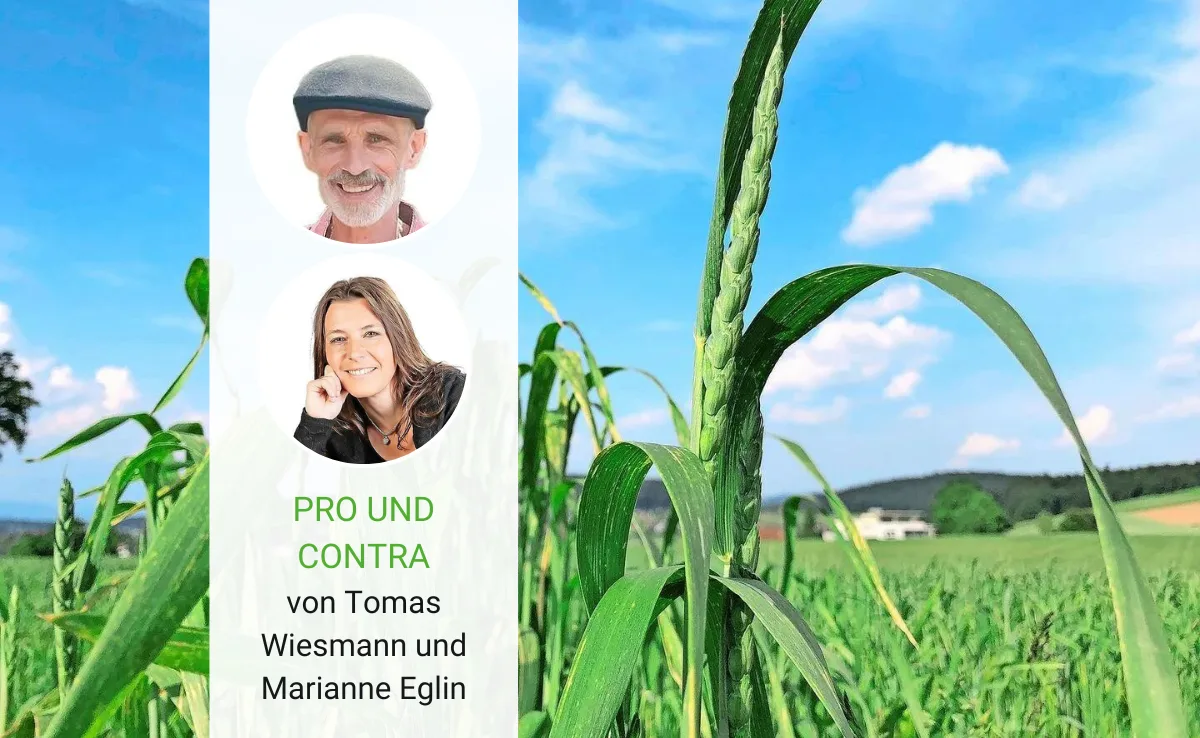 Pro_Contra_Dinkel Neue Dinkelsorten? Ein Bäcker sagt «Ja», eine Naturheilpraktikerin «Nein»