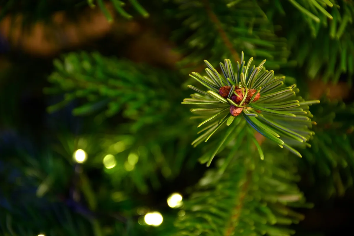fir-tree-g0bd338078_1920 Christbäume werden in diesem Jahr kaum teurer