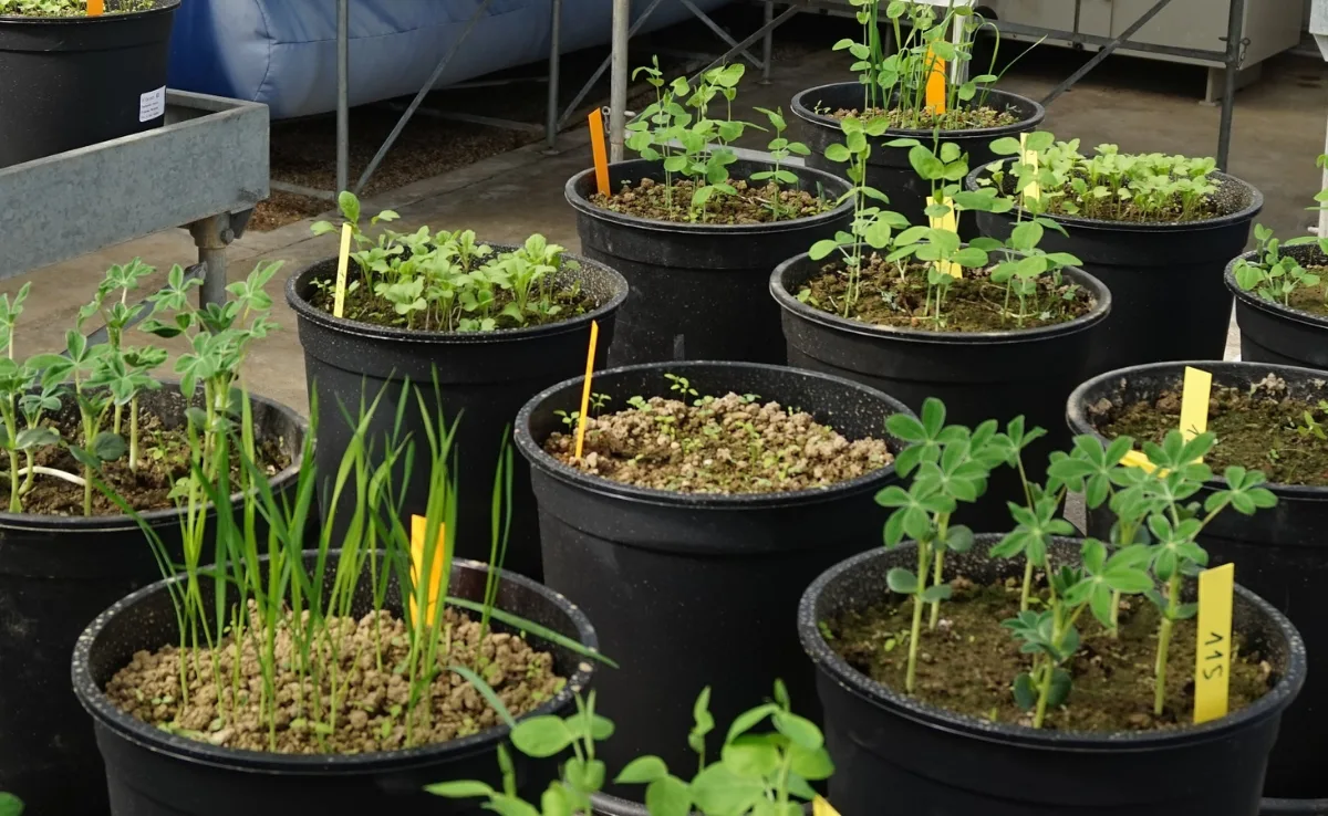 studie_agroscope_p Erfolg mit einem P-Dünger aus recycliertem Industriematerial