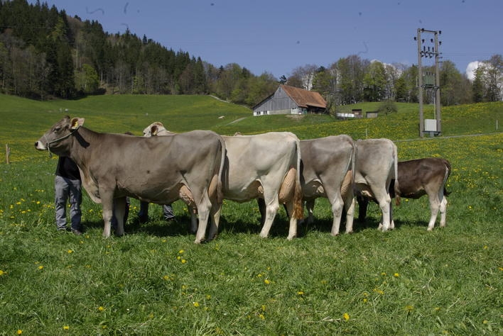 Zuchtfamilie von Simba, der Mutter von Simbaboy. (Bild Swissgenetics)