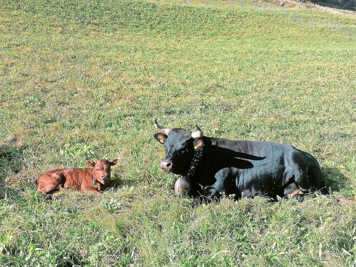 Die Eringerkuh Mitiaro mit ihrem Kalb Medusa, das dieses Jahr auf der Alp geboren wurde. Die Freude über den Nachwuchs ist gross.