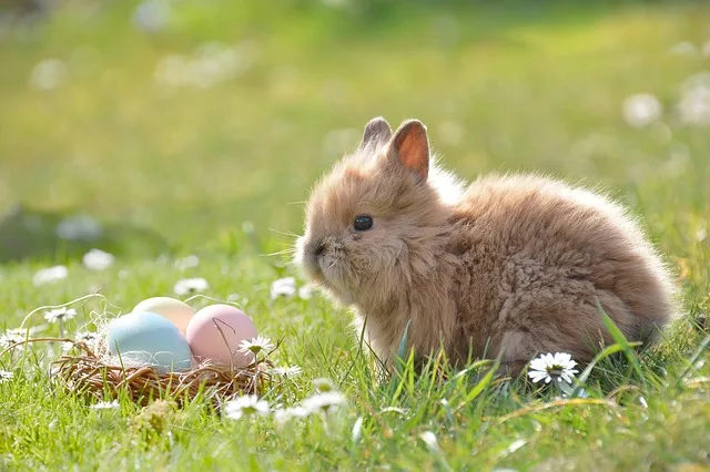 4493252015c90a901ee60d5b0ae6063140218ed2 Die Eierproduzenten profitieren von den späten Ostern dieses Jahr. So können sie die produzierten Eier alle absetzen. (Bild pixabay)