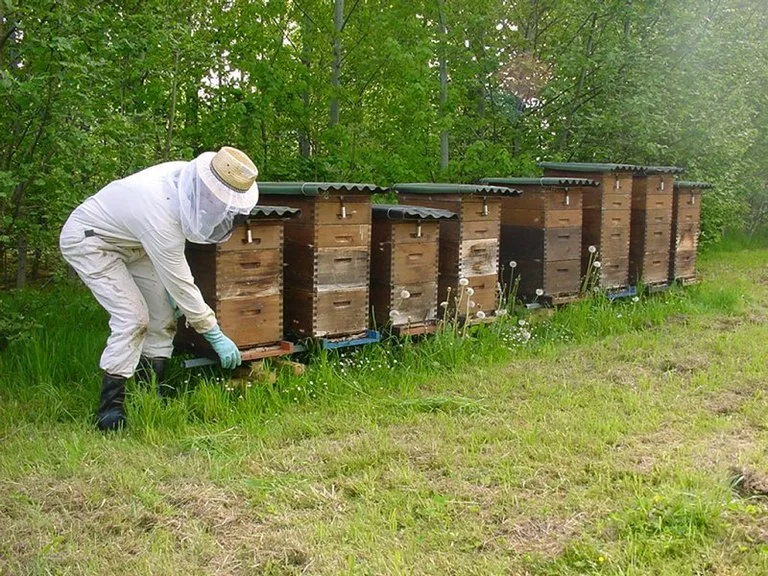 51f1273b1cce255bf8c6c1b83edb2322d192cfe7 Feuerbrand: Einschränkung des Verstellens von Bienen im 2018