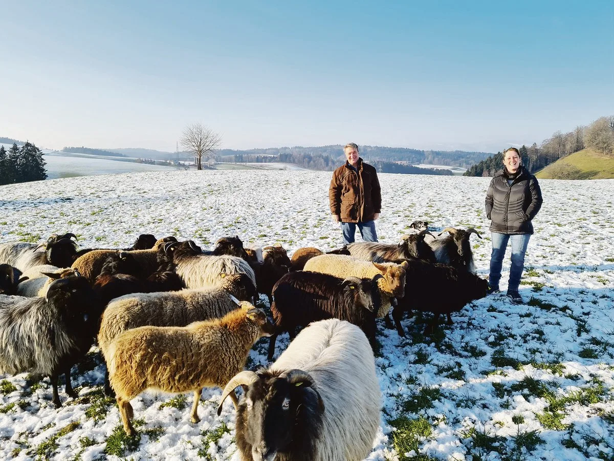 d4161e1505d7cdf41886a1eb8478312811fcf118 Patrick und Tanja Schmid mit ihren Heidschnucken auf der Winterweide. Ein Border Collie im Hintergrund ist wachsam, falls die Schafe weglaufen würden.(Bild Franziska Jurt)