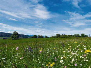 Diese artenreiche Blumenwiese bietet am Mauensee wertvollen Lebensraum für verschiedene Pflanzenarten.