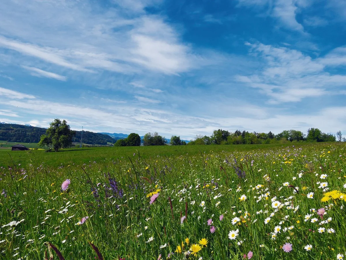 Diese artenreiche Blumenwiese bietet am Mauensee wertvollen Lebensraum für verschiedene Pflanzenarten.