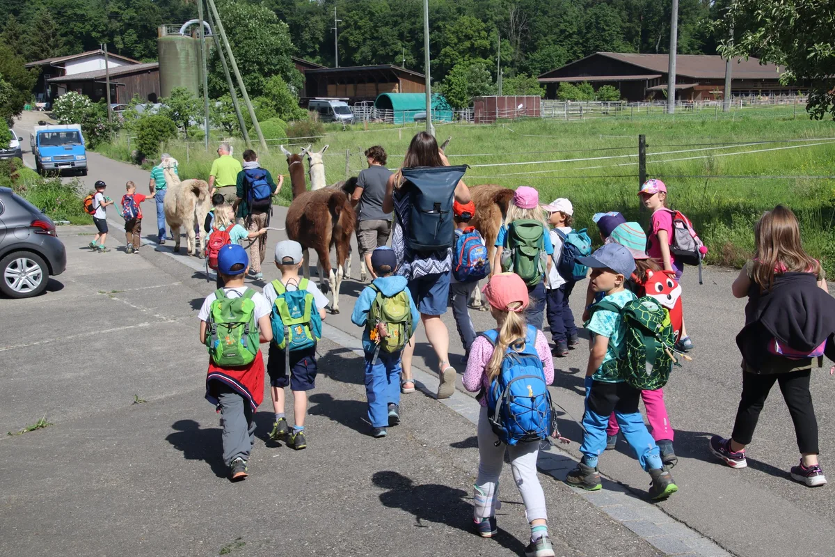 Marthalen_Kindergarten_Lama_Abmarsch_50_ Kindergarten auf dem Bauernhof: Mit Lamas auf Du und Du
