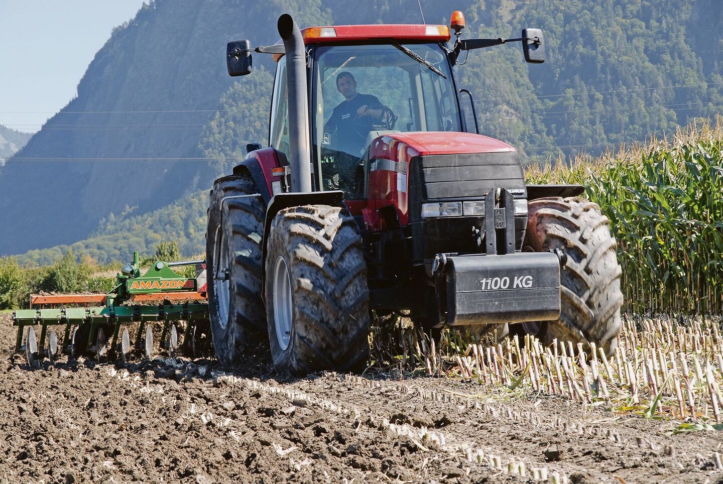 Auch nächstes Jahr wird der Maisanbau wegen Funden des Maiswurzelbohrers in vielen Gebieten der Schweiz eingeschränkt. In einigen Kantonen gilt das Anbauverbot von Mais nach Mais über das ganze Kantonsgebiet.