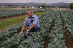 Sepp Egger in einem Blumenkohlfeld. Obwohl es in der Nacht geregnet hatte, muss bewässert werden.