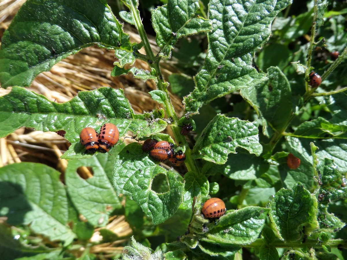 Invasion der Kartoffelkäfer