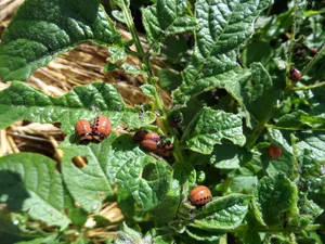Das Mittel Coragen (Sonderbewilligungspflichtig) wirkt gegen die Larven, Adulte und Eier der Kartoffelkäfer.