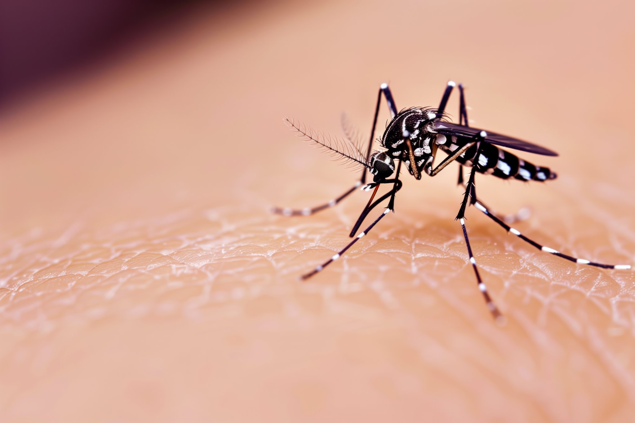 Tiger mosquito on skin