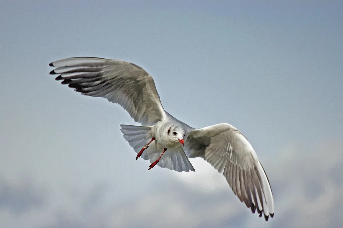 seagull-g9e79c75f3_1920 Drei Fälle von Vogelgrippe in Vorarlberg festgestellt