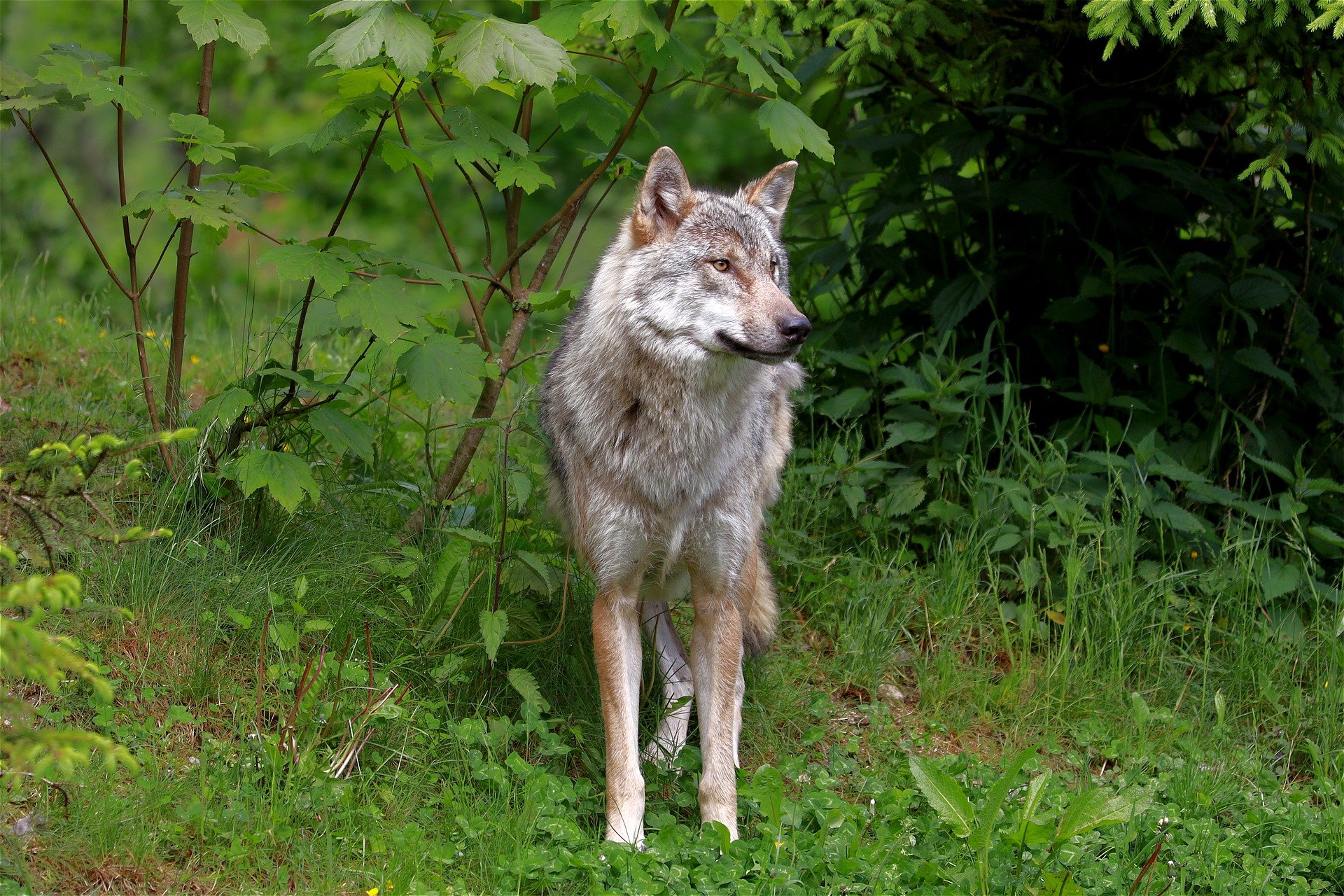 Ein zweites Wolfsrudel wurde im Kanton Waadt nachgewiesen