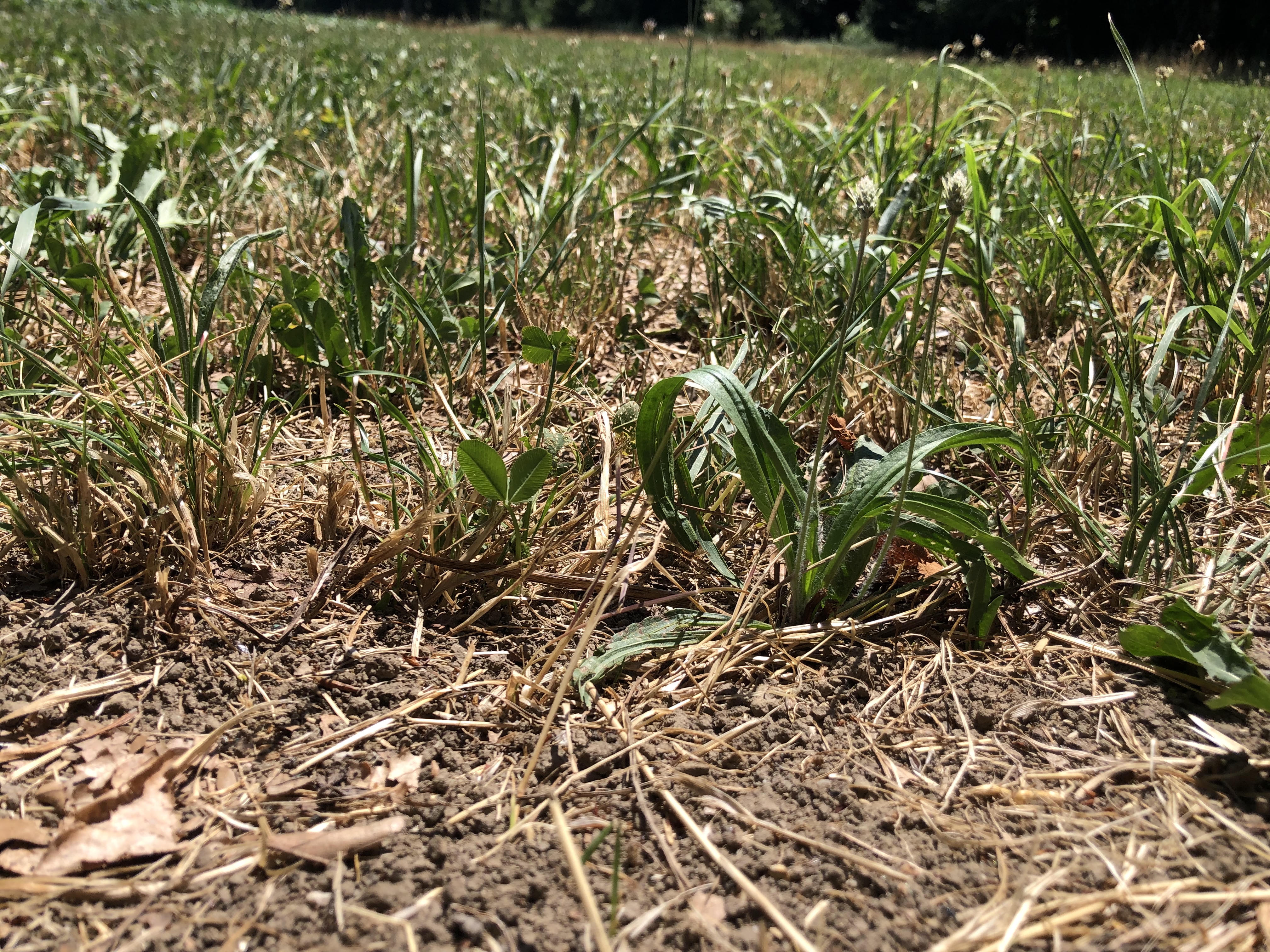 Der Juli hat gezeigt, welche Pflanzen bei Dürre grün bleiben. Dazu gehören Kräuter und Leguminosen, Gras ist dafür gut im kompensatorischen Wachstum.