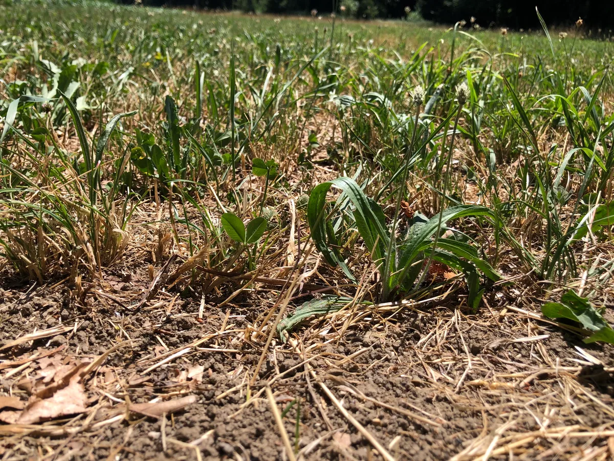 Wiese_trocken.jpg Der Juli hat gezeigt, welche Pflanzen bei Dürre grün bleiben. Dazu gehören Kräuter und Leguminosen, Gras ist dafür gut im kompensatorischen Wachstum.