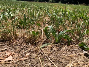 Der Juli hat gezeigt, welche Pflanzen bei Dürre grün bleiben. Dazu gehören Kräuter und Leguminosen, Gras ist dafür gut im kompensatorischen Wachstum.