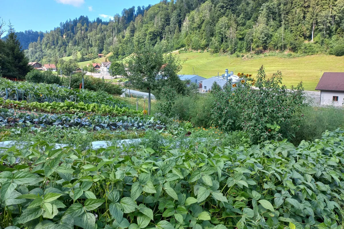 Permakultur Vielfalt Die Permakulturfläche auf dem Hof von Kathrin Lenz: eine bunte und sehr produktive Mischung verschiedener Kulturen.