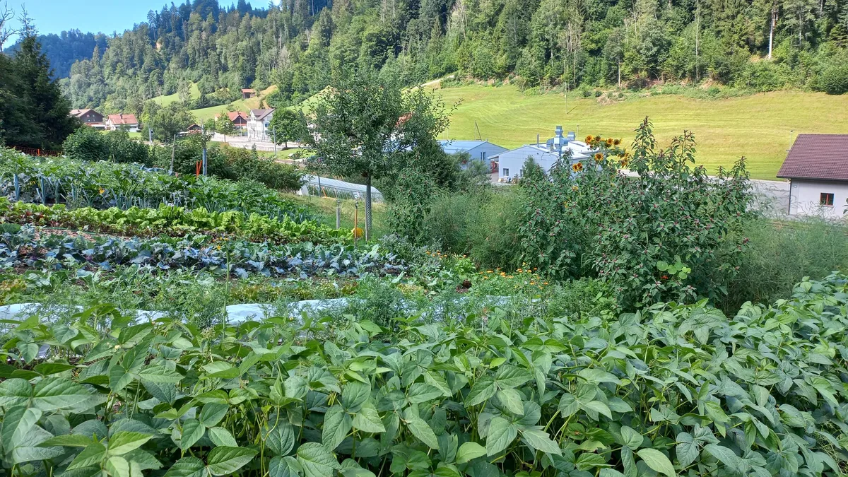 Permakultur Vielfalt Die Permakulturfläche auf dem Hof von Kathrin Lenz: eine bunte und sehr produktive Mischung verschiedener Kulturen.