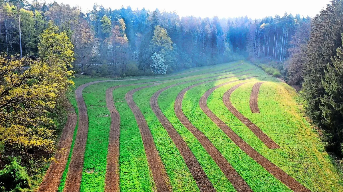 Wenn auf einer Fläche massenhaft Problemunkräuter vorherrschen, eignet sich die Streifensaat-Methode nicht. Der Bestand muss schon einen gewissen extensiven Charakter haben.