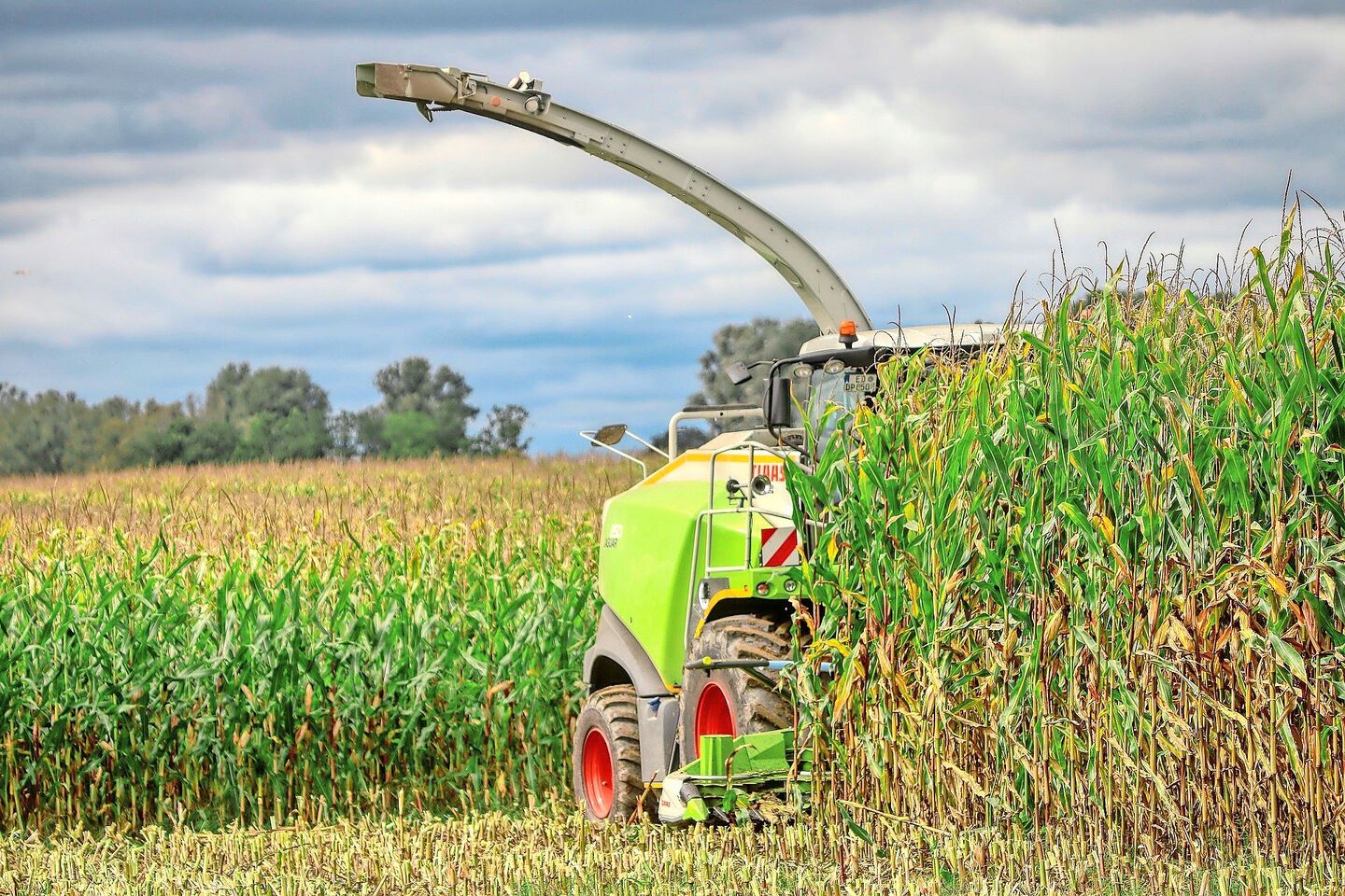 Der optimale Erntetermin fällt in die Teigreife der Maiskolben. In Hitzesommern werde der Reifegrad der Pflanzen aber gerne unterschätzt, sagt der Fachmann.