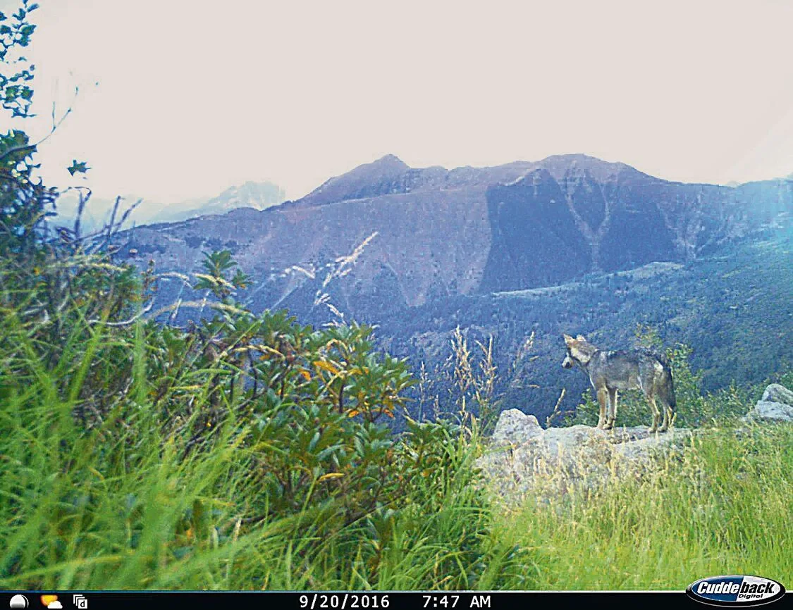Der Wolf passt sich schneller den Gegebenheiten an, als dies Landwirte und Älpler oft vermögen, und wird dadurch ein Stück weit zum Herrscher der Alpen.