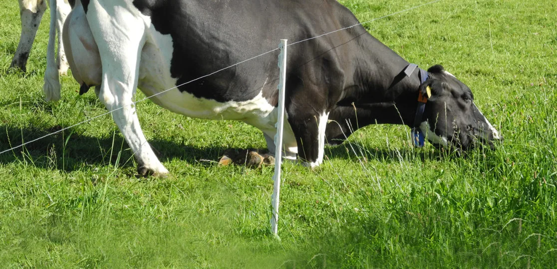 f8cb7fbf7afc79f26a143cc06670ce5b8eb4ec30 Offenbar wachsen die Pflanzen, die dieser Kuh am besten schmecken nicht (mehr) innerhalb des Zauns – sie weiss sich zu helfen. (Bild Agroscope)