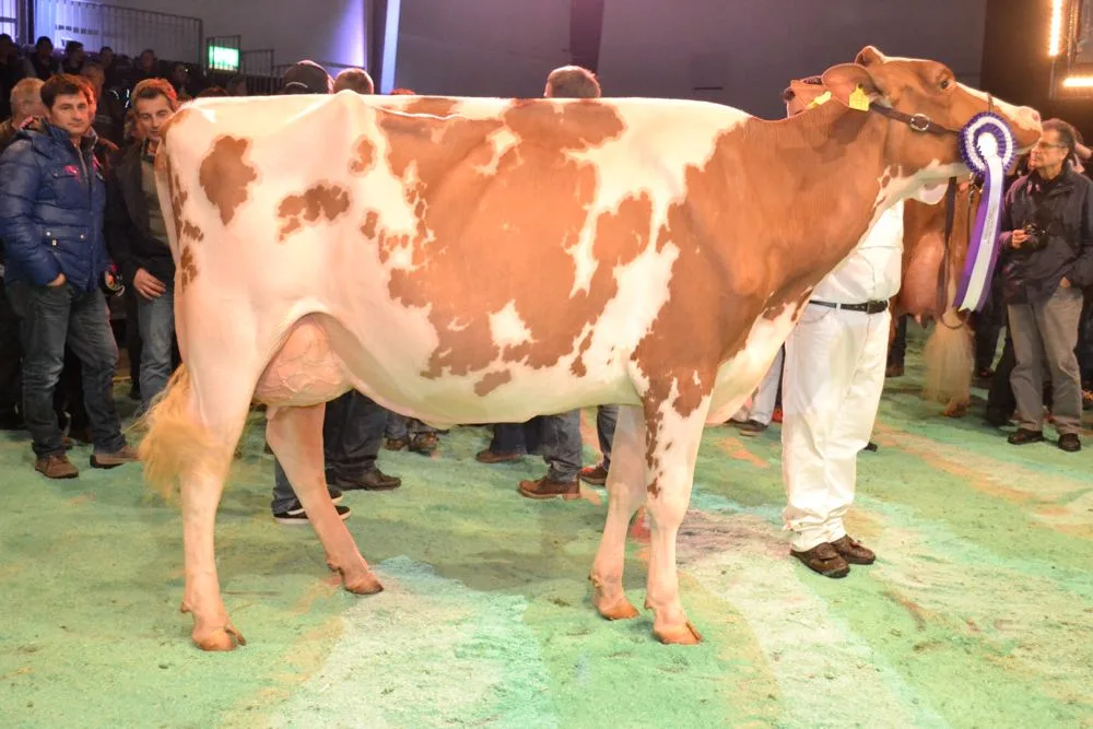 83e02e9da92f97089ec4865a445082279a2313a5 Sie ist auch dieses Jahr mit dabei, die RH-Grande-Championne von 2014: Plattery Savard Rénita aus dem Betrieb Menoud aus Romanens FR. (Bilder Peter Fankhauser)