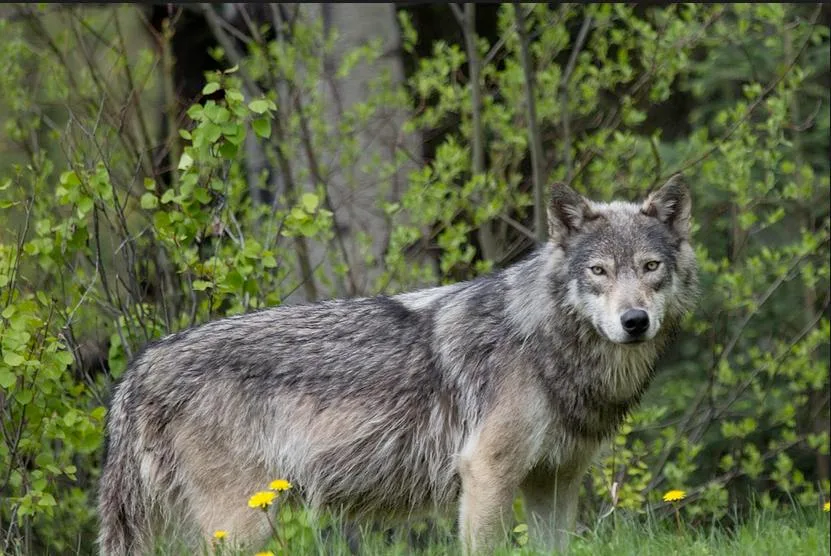 ffc6057b7e7323d342732acf2fef60f5c095c9d2 In Brandenburg (D) riss ein Wolf ein Kalb im Mutterkuhstall. (Bild Symbolbild)