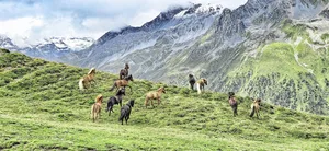 Petra Vinzens-Adanks Handybilder zeigen das Leben einer Bergbäuerin in Graubünden zwischen 1800 und 2300 m ü. M.
