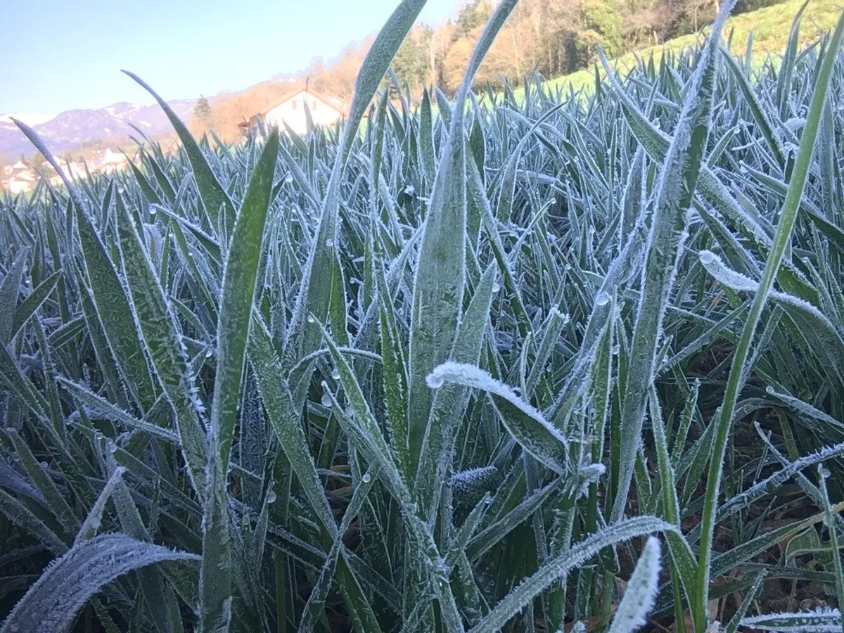 d59defa95e7328bcf0f896935c1808307249cc35 Frostnächte prägen den April. Es wird davon abgeraten, die Pflanzen mit Pflanzenschutzmitteln zusätzlich zu stressen. (Bild Andrea Zemp)