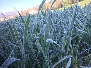 Frostnächte prägen den April. Es wird davon abgeraten, die Pflanzen mit Pflanzenschutzmitteln zusätzlich zu stressen. (Bild Andrea Zemp)