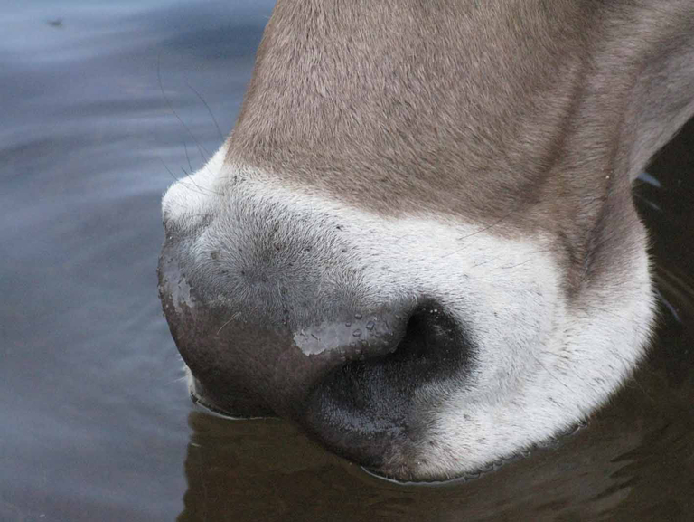 (Bild Silvia Fetzer/landwirtschaft.ch)