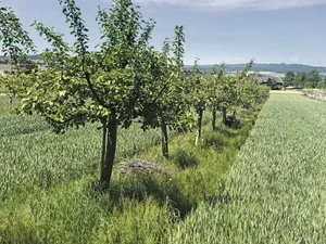Agroforst: Apfelbäume mit einer Fruchtfolge von Weizen, Erdbeeren, Gründüngung und Buntbrache.(Bild Beat Felder, BBZN)