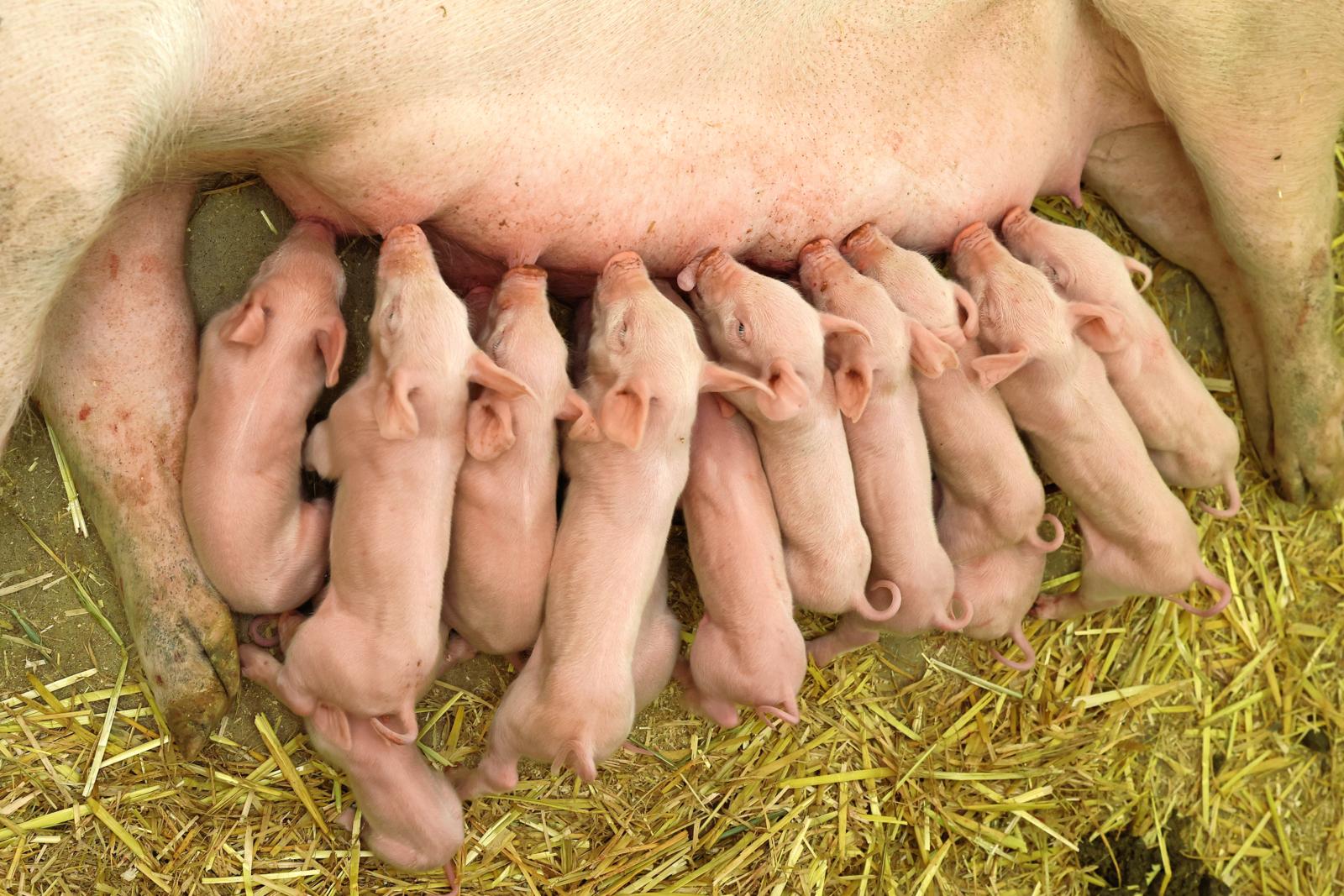 Die Anzahl abgesetzter Ferkel pro Sau und Jahr ist eine zentrale Kennzahl bei der Zuchtauswertung.