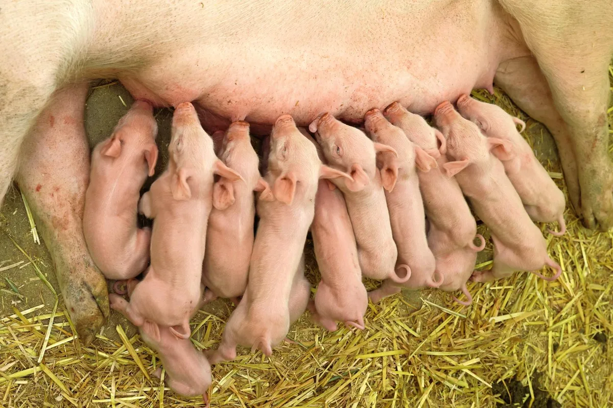 Die Anzahl abgesetzter Ferkel pro Sau und Jahr ist eine zentrale Kennzahl bei der Zuchtauswertung.