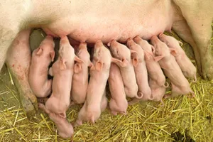 Die Anzahl abgesetzter Ferkel pro Sau und Jahr ist eine zentrale Kennzahl bei der Zuchtauswertung.