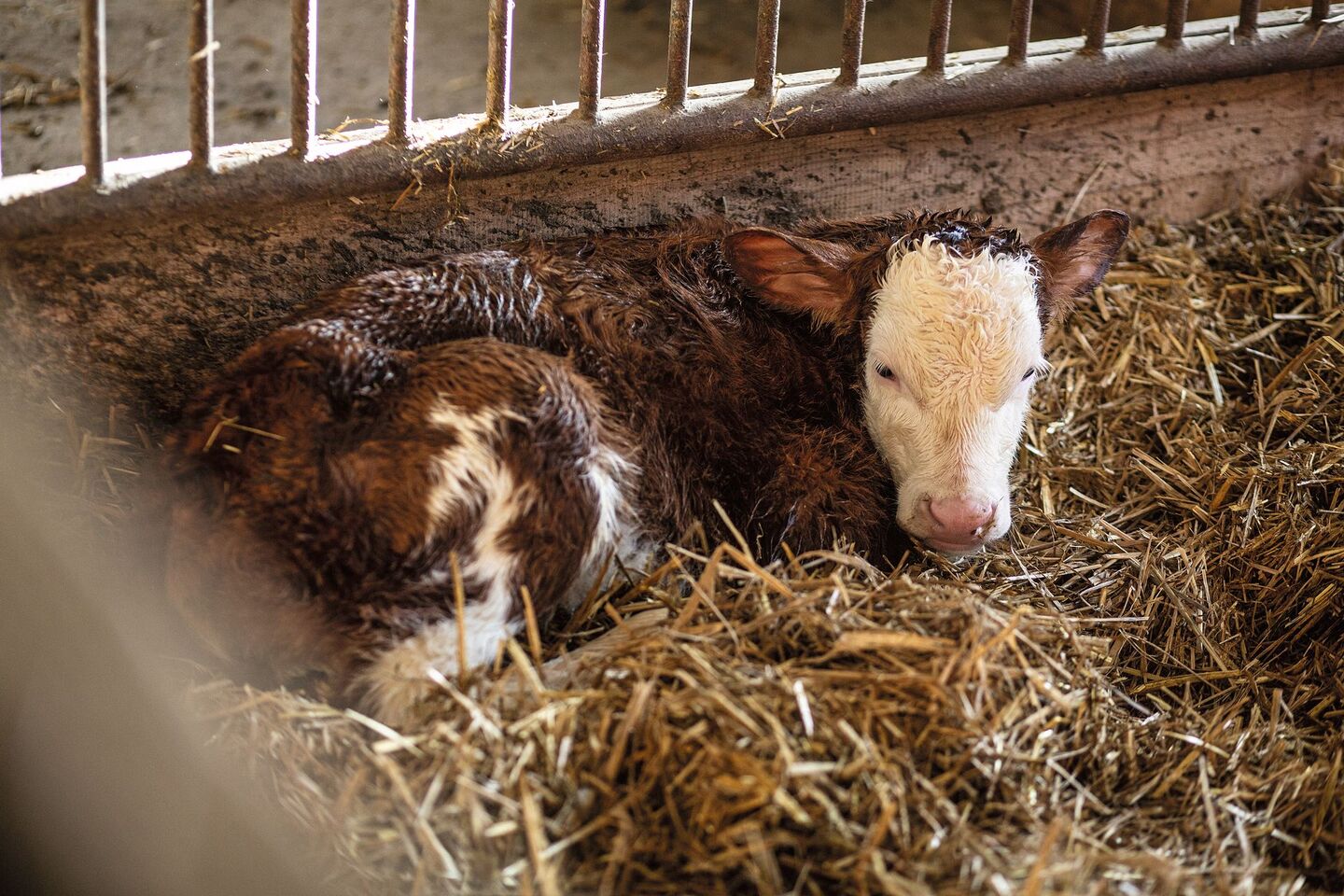 Ein neugeborenes Kalb liegt mit noch nassem Fell im Stroh.