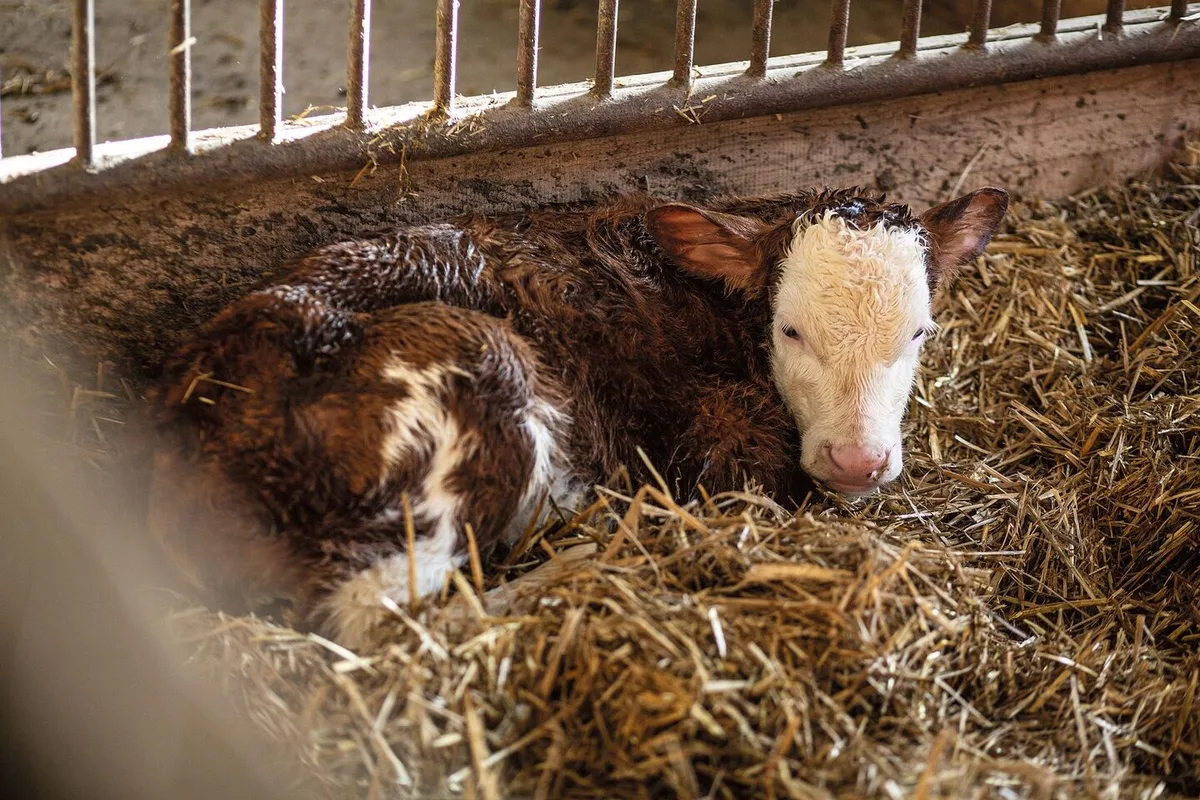 Ein neugeborenes Kalb liegt mit noch nassem Fell im Stroh.