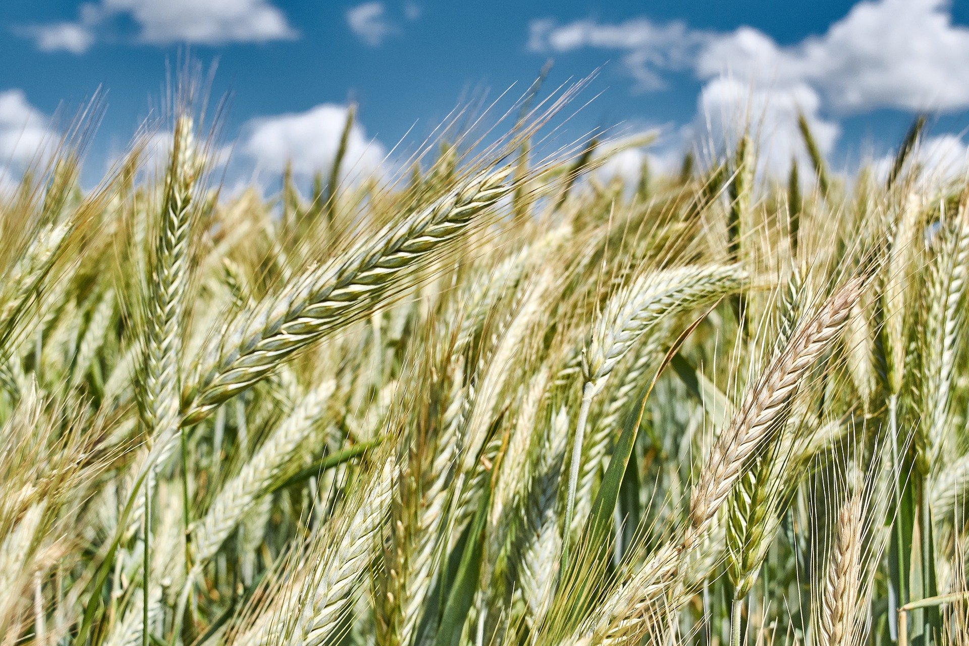 Der Überschuss an Brotgetreide soll nun deklassiert werden. (Bild Giedrius Naudžiūnas/pixabay)