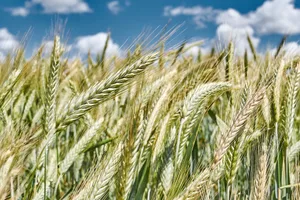 Der Überschuss an Brotgetreide soll nun deklassiert werden. (Bild Giedrius Naudžiūnas/pixabay)