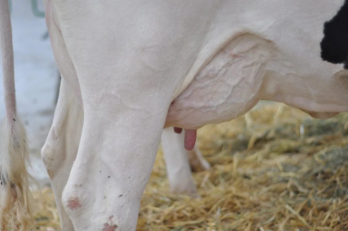 92a8f21c5255a54682b63d4fabade399661a2d80 Eine Euterentzündung (Mastitis) ist schmerzhaft für die Kuh. (Bilder Ange Jimenez/landwirtschaft.ch)
