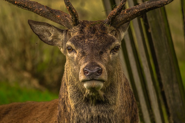 CWD ist eine Prionen-Krankheit, ähnlich wie BSE. Laut dem BLV hat ich die Lage nicht verändert. (Bild Pixabay)