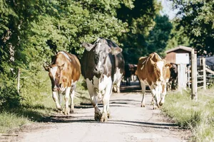 Schwarz vor Rot. Innert kürzester Zeit dürften bei Swissherdbook mehr Holsteiner im Herdebuch sein als Red Holsteiner.