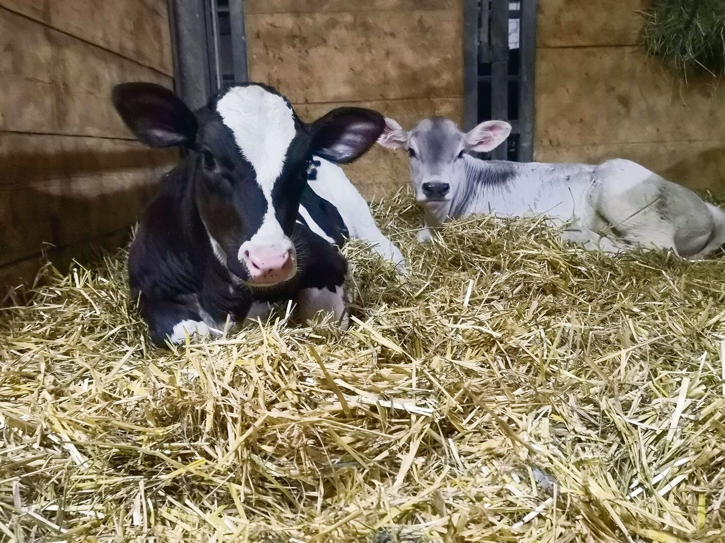 Manchmal braucht es mehrere Besamungsversuche, bis eine Kuh trächtig wird und ein Kalb zur Welt bringt.