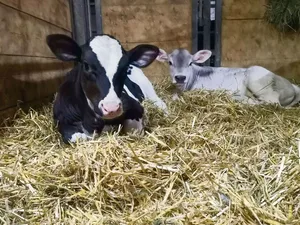 Manchmal braucht es mehrere Besamungsversuche, bis eine Kuh trächtig wird und ein Kalb zur Welt bringt.