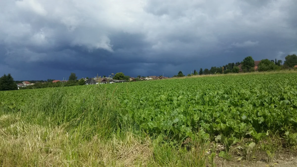 20160618_Zuckerrueben_Gewitter_ji Die Zuckerrübe tut sich schwer – ausser bei IP und Bio