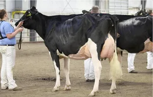 Holstein Grand Champion wurde Lovhill Braxton Funky von Familie Stransky.