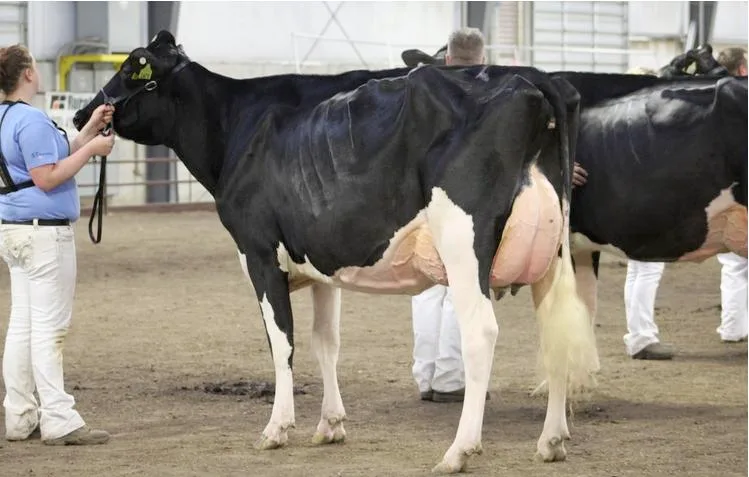 Holstein Grand Champion wurde Lovhill Braxton Funky von Familie Stransky.