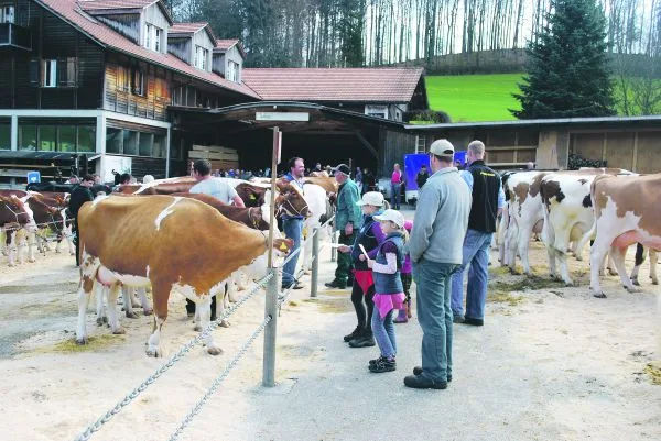 87ba5b26cdb5e530d5bab0b6ed4996f70f14d5f0 Für viele Züchter sind Beständeschauen immer noch ein wichtiger Gradmesser für den eigenen Betrieb und die eigene Zucht. Dafür setzen sich nun die Swiss-Fleckvieh-Züchter ein. (Archivbild BauZ)